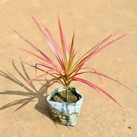 Dracaena Colorama Red in 4 Inch Nursery Bag