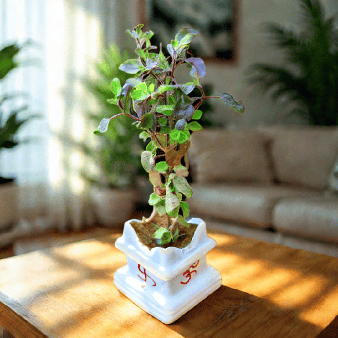 Shyama Tulsi in 4 Inch Square Shaped Classy White Tulsi Designer Ceramic Pot