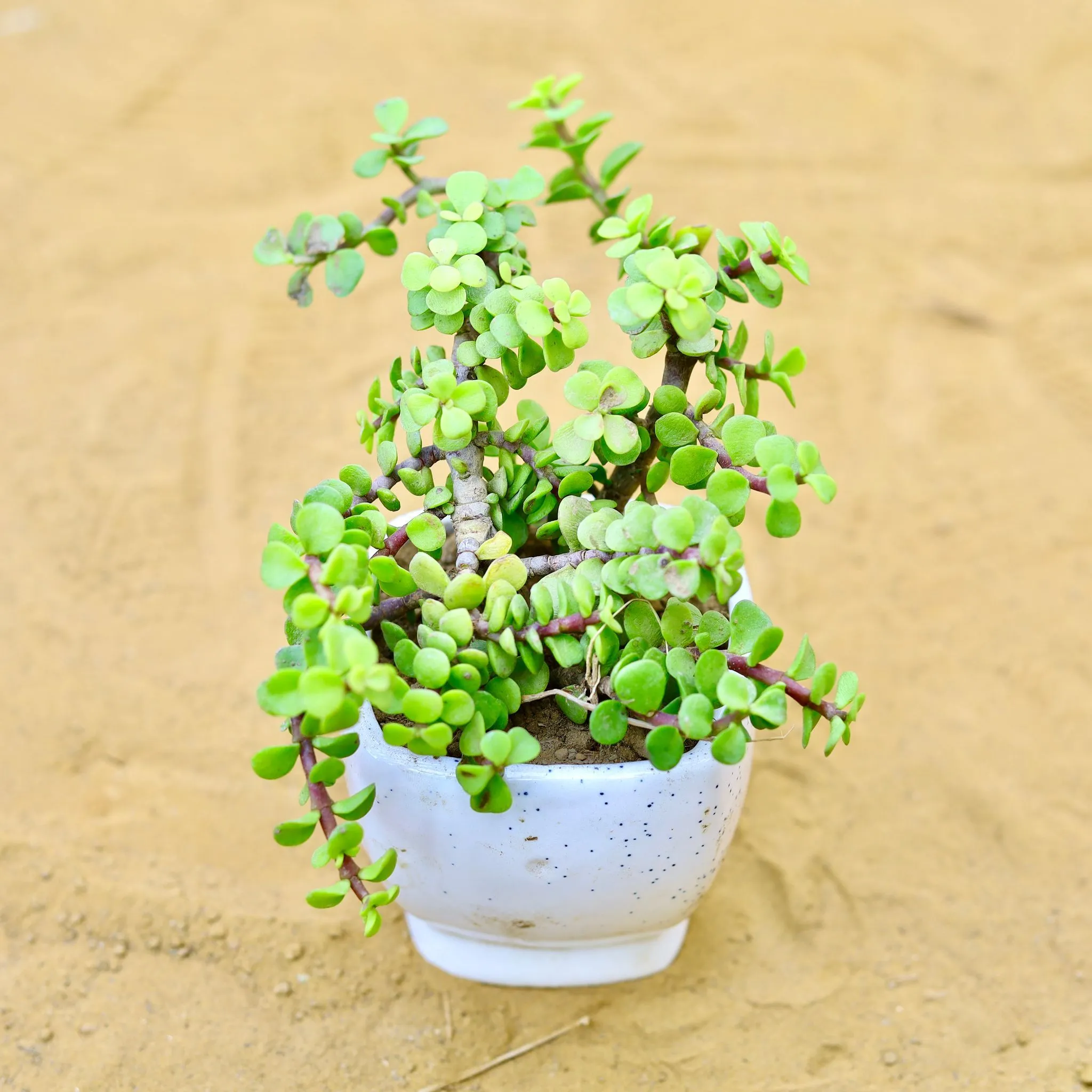 Jade in 3 Inch Sky White Stylish Square Shaped Ceramic Pot