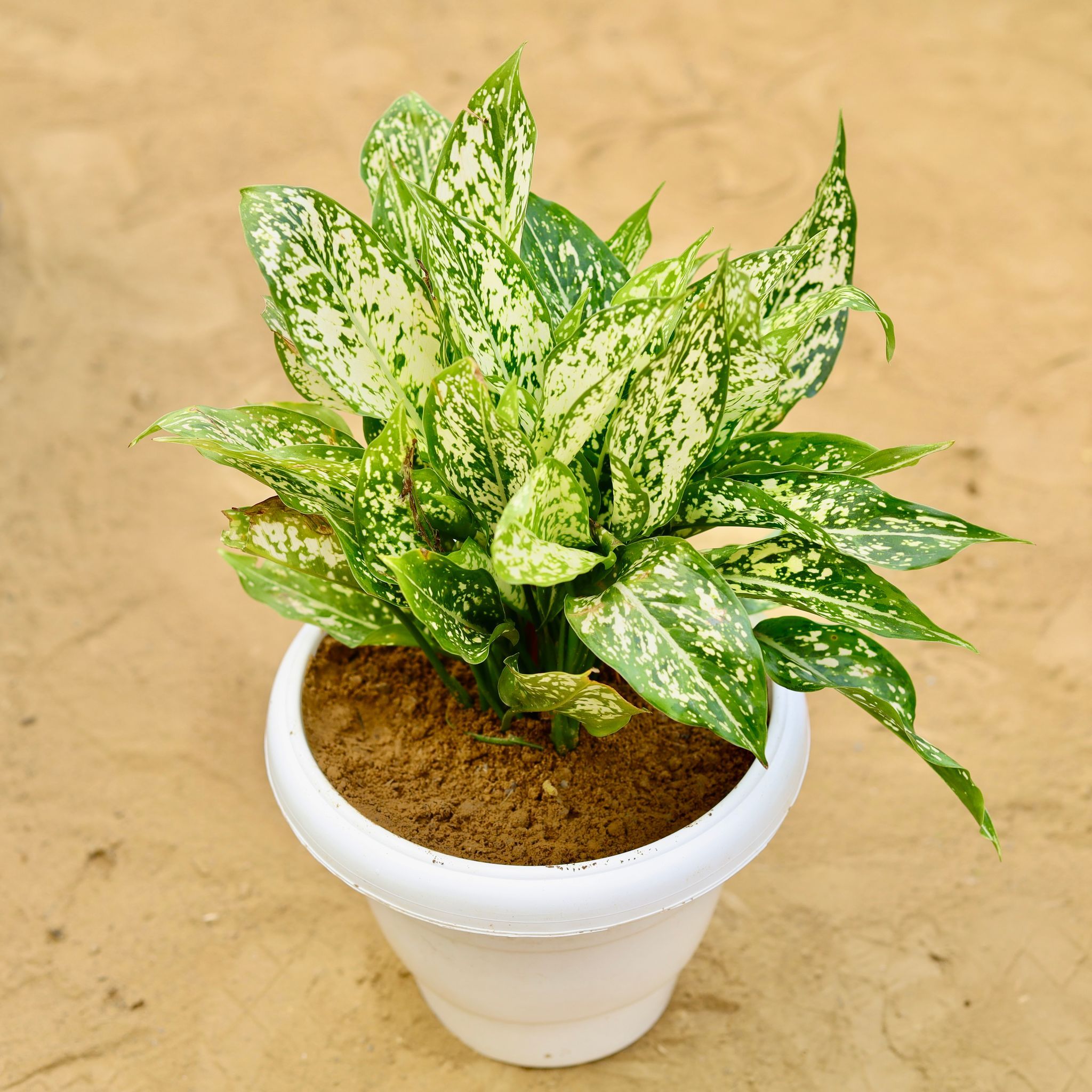 Aglaonema Snow White in 8 inch White Classy Plastic Pot