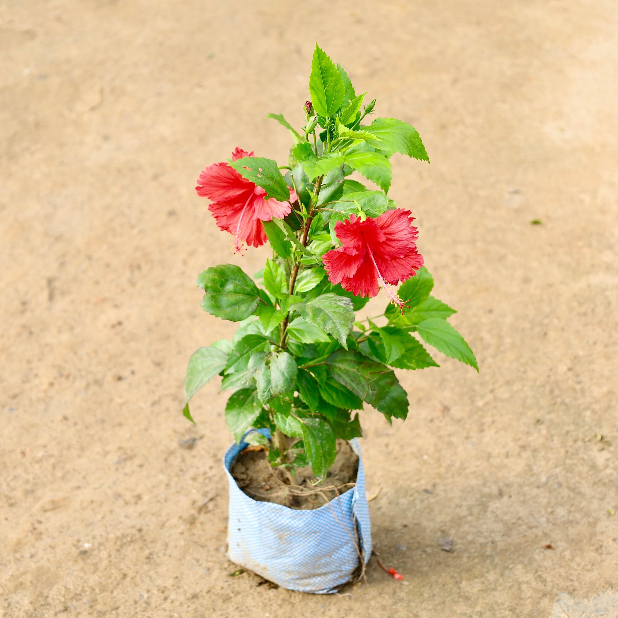 Hibiscus Red in 8 Inch Nursery Bag