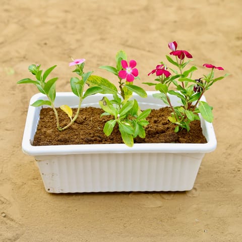 Periwinkle / Vinca / Sadabahar (Any Colour) in 14 Inch Live Fresh Plant White Premium Jupiter Rectangular Window Planter in Sector 26