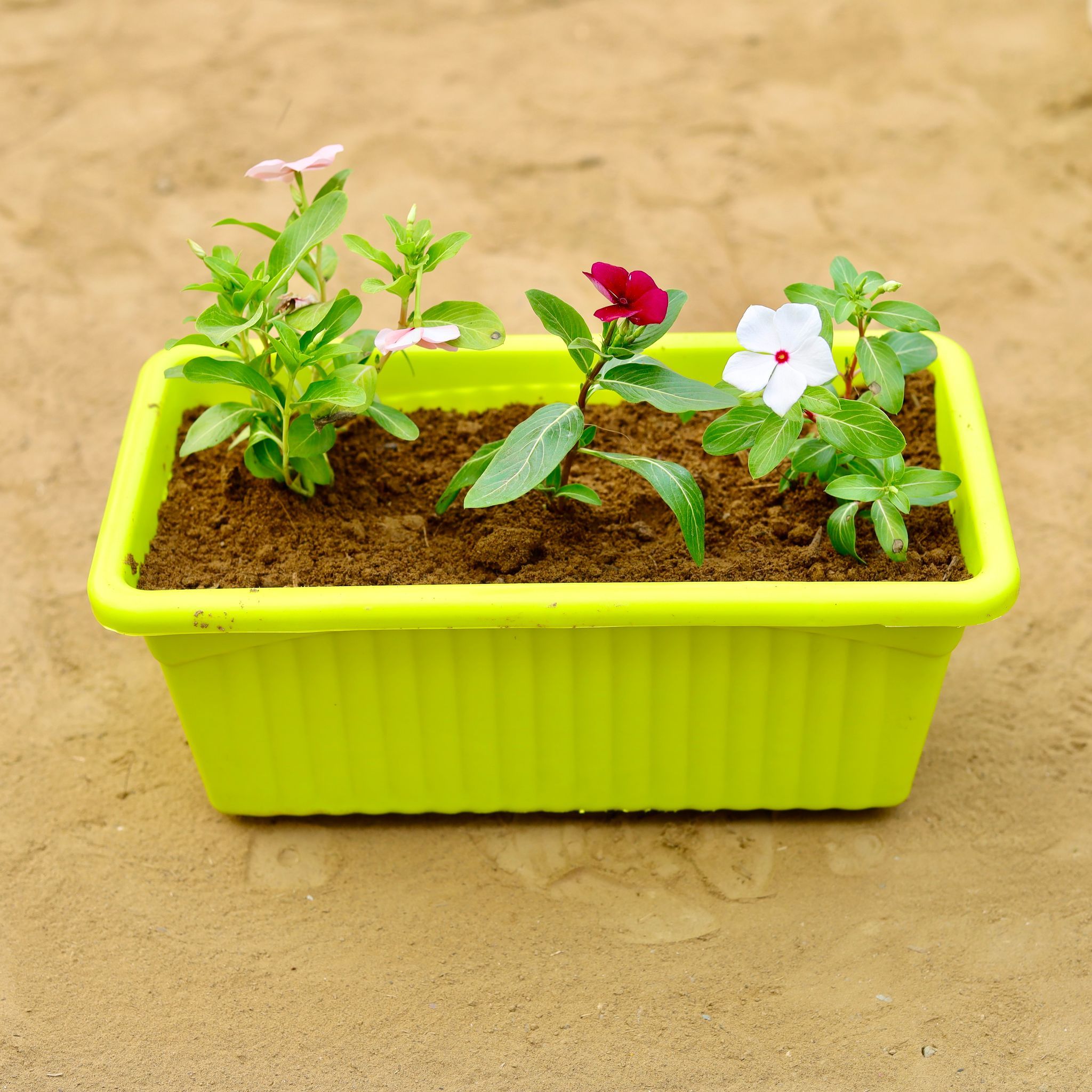 Periwinkle / Vinca / Sadabahar (Any Colour) in 14 inch Green Premium Jupiter Rectangular Window Planter