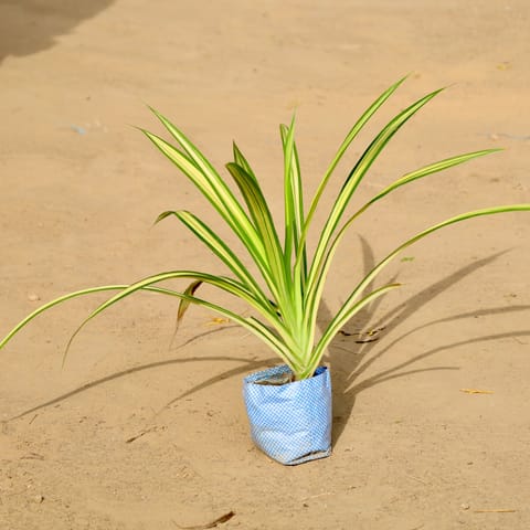 Pandanus / Screwpine in 4 inch Nursery Bag