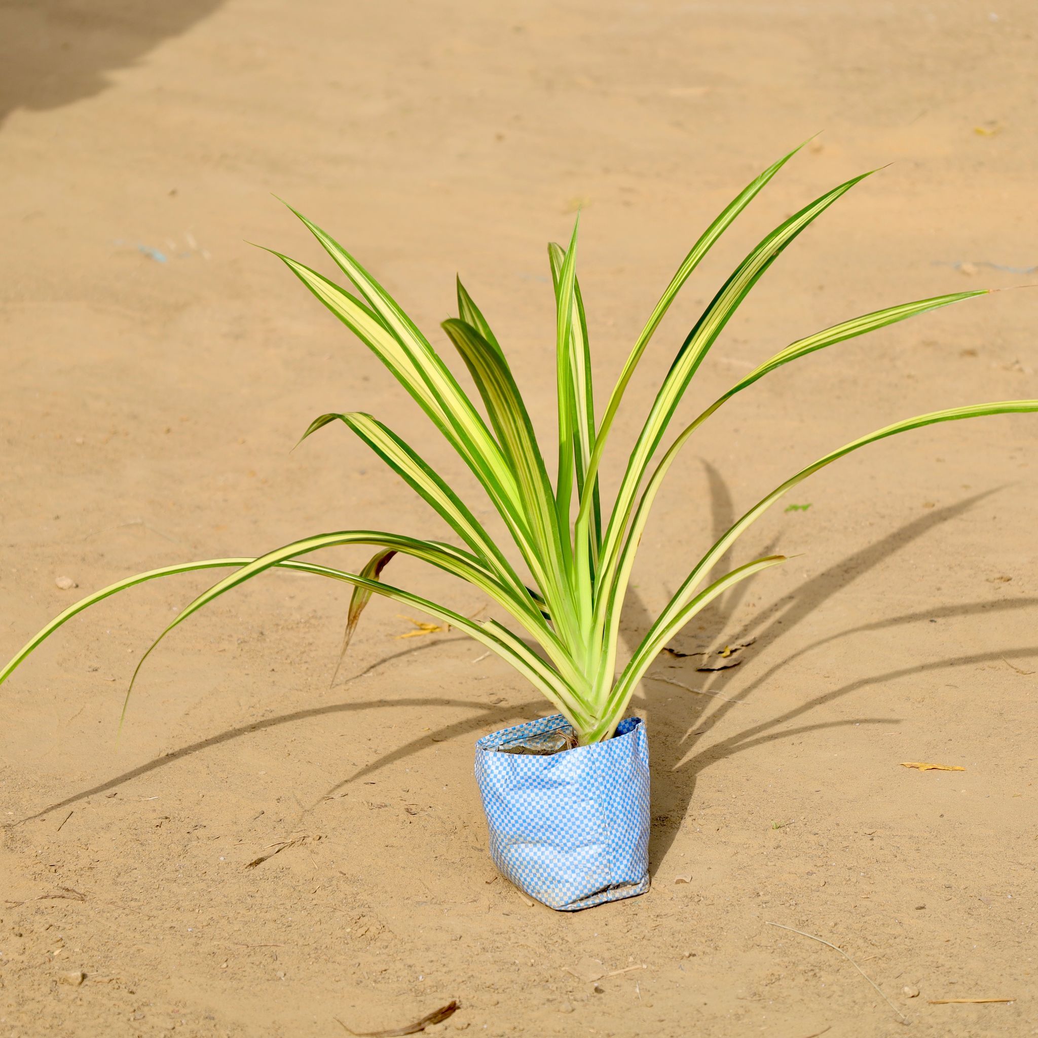 Pandanus / Screwpine in 4 inch Nursery Bag