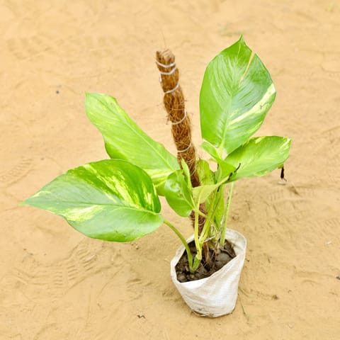 Money Plant Green With Moss Stick (~ 1 Ft) in 3 inch Nursery Bag