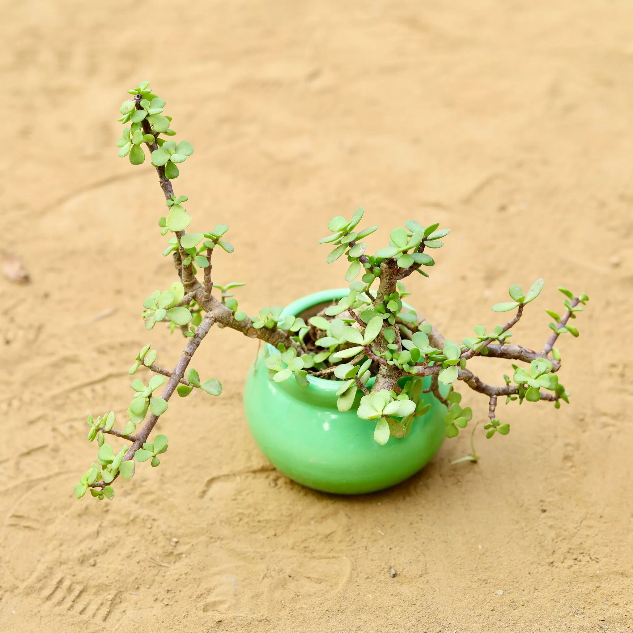 Jade in 3 inch Green Mini Handmade Matki Ceramic Pot Minimalist Glossy Succulent Pot, indoor Flower Pot For Home And office D cor