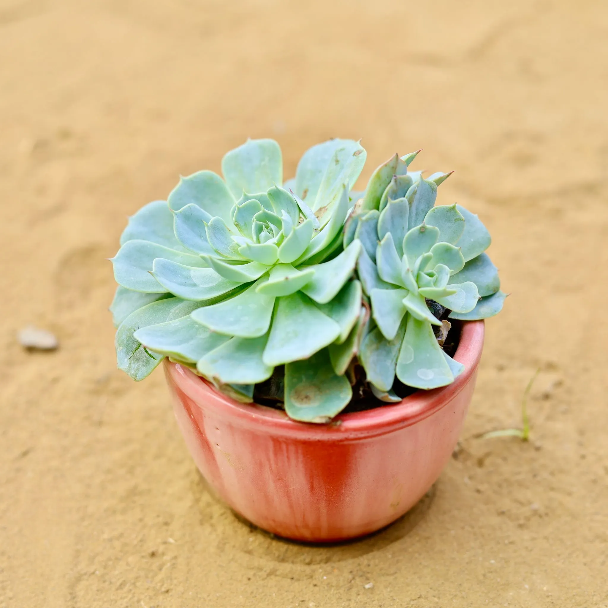 Echeveria Suncup Succulent in 3 inch Red Marble Handcrafted Cup Ceramic Pot- Gloss Finish indoor Plant Pot