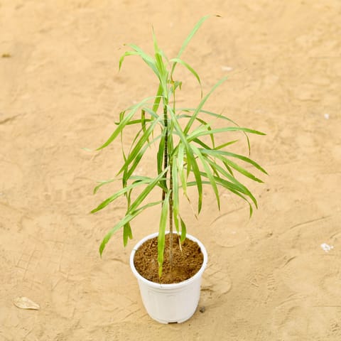 Dracaena Green (2 plants in 1) 4 Inch Live Plant White Nursery Pot