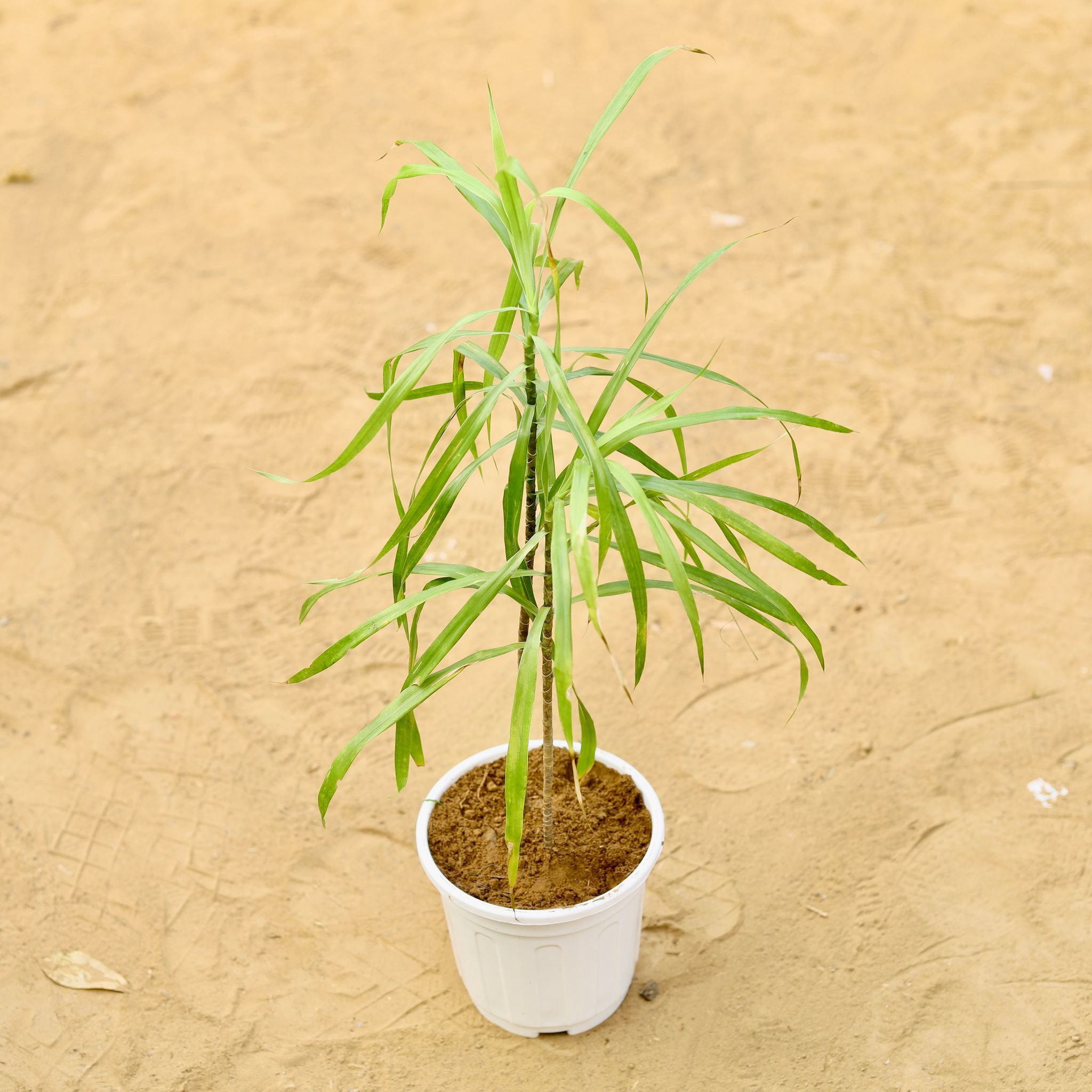 Dracaena Green (2 plants in 1) 4 inch White Nursery Pot