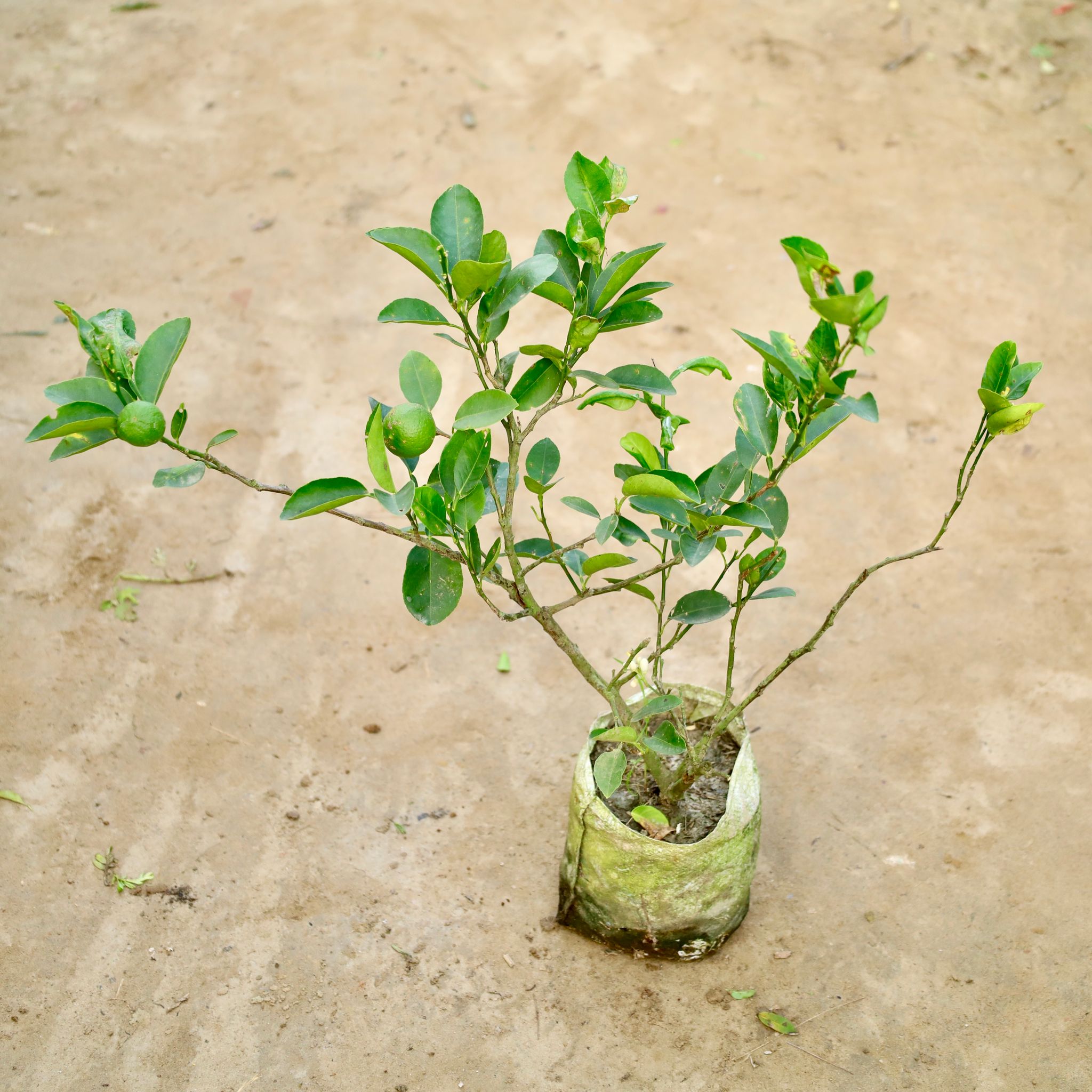 Kagzi Lemon / Nimbu in 8 Inch Nursery Bag