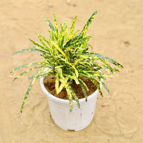 Chironji Croton in 6 inch White Super Nursery Pot