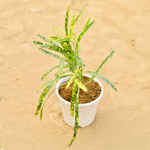 Chironji Croton in 4 Inch Live Fresh Plant White Nursery Pot in Sector 104