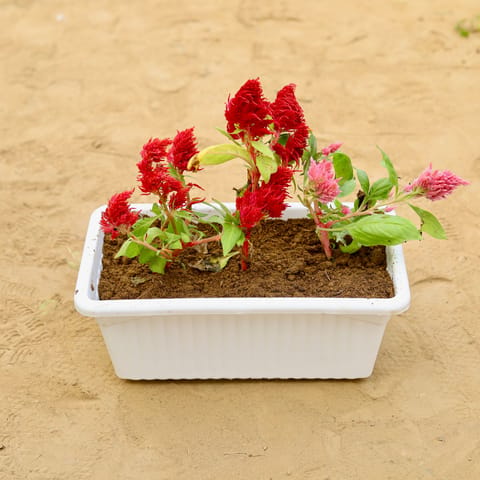 Celosia / Cockscomb (Any Colour) in 14 inch White Premium Jupiter Rectangular Window Planter