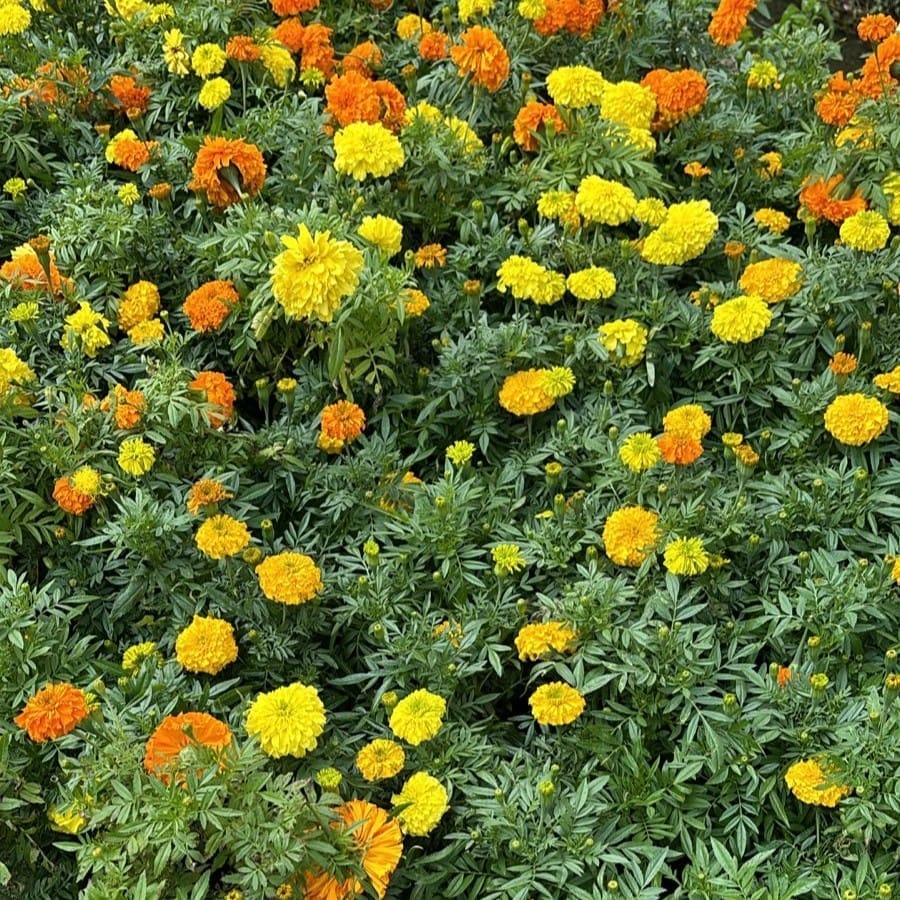 Set of 100 - Marigold (any colour) in 4 Inch Nursery Bag
