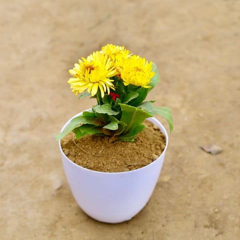 Calendula (any colour) in 6 Inch White Premium Orchid Plastic Pot