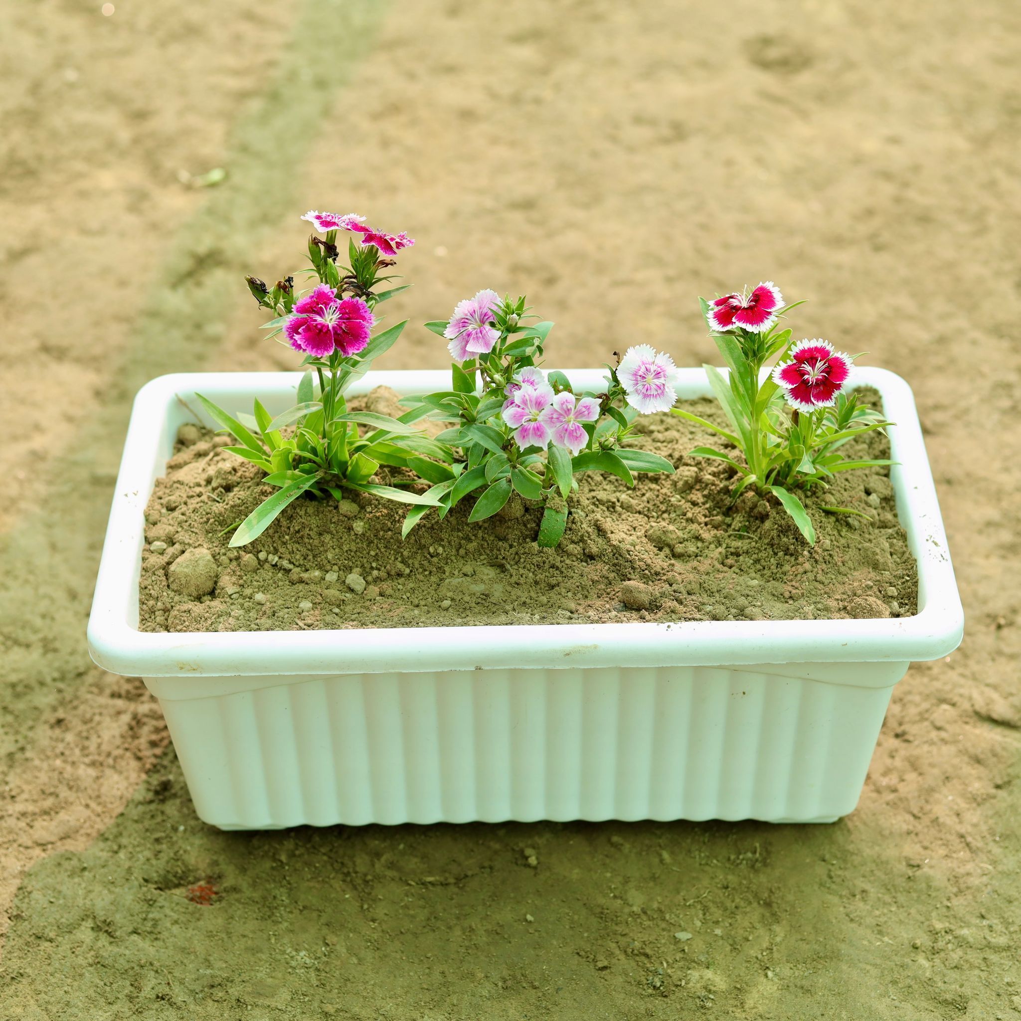 Three Dianthus (Any Colour) in 14 Inch White Premium Jupiter Rectangular Window Planter