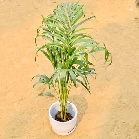 Areca Palm (~ 3.5 Ft) in 08 X 08 Inch Live Fresh Plant White Premium Convessa Fiberglass Planter - Durable Large Size Decoratiive Fiber Pot For Indoor Outdoor Plants With 5 Year Warranty in Mayur Vihar Phase 1
