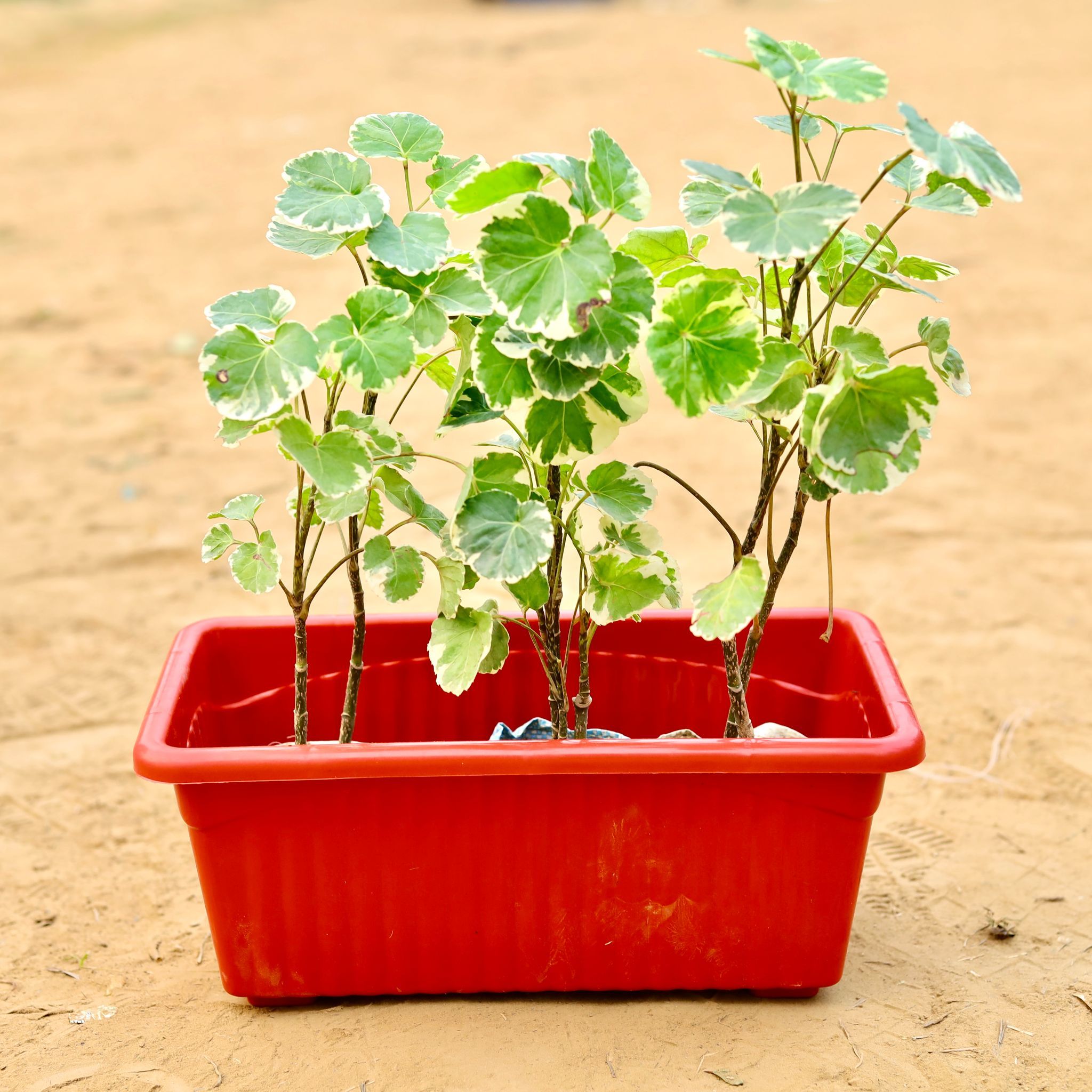 Three Aralia apple leaf in 14 Inch Brown Premium Jupiter Rectangular Window Planter