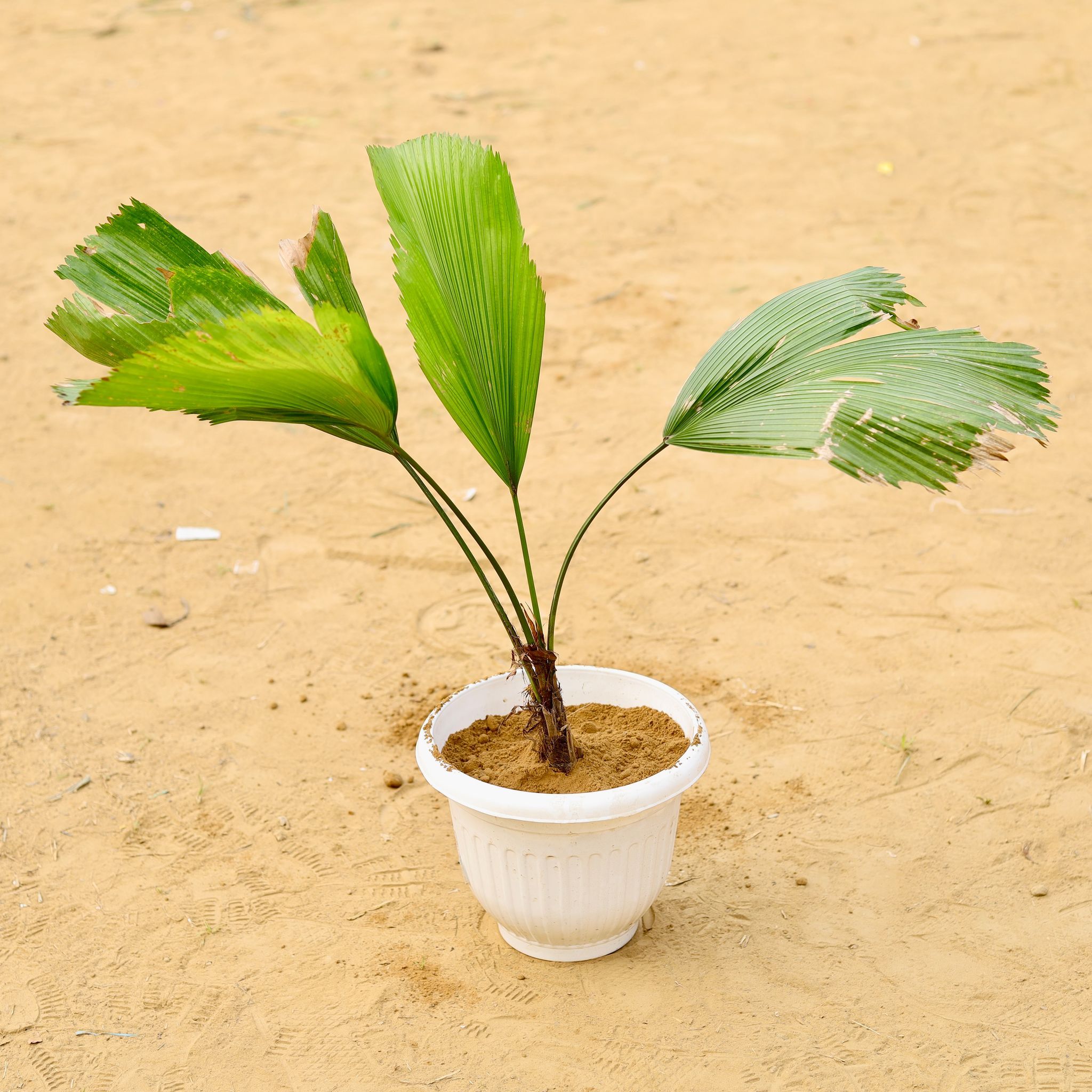 Ruffled Fan / China Palm (~ 2 Ft) in 8 Inch White Olive Plastic Pot