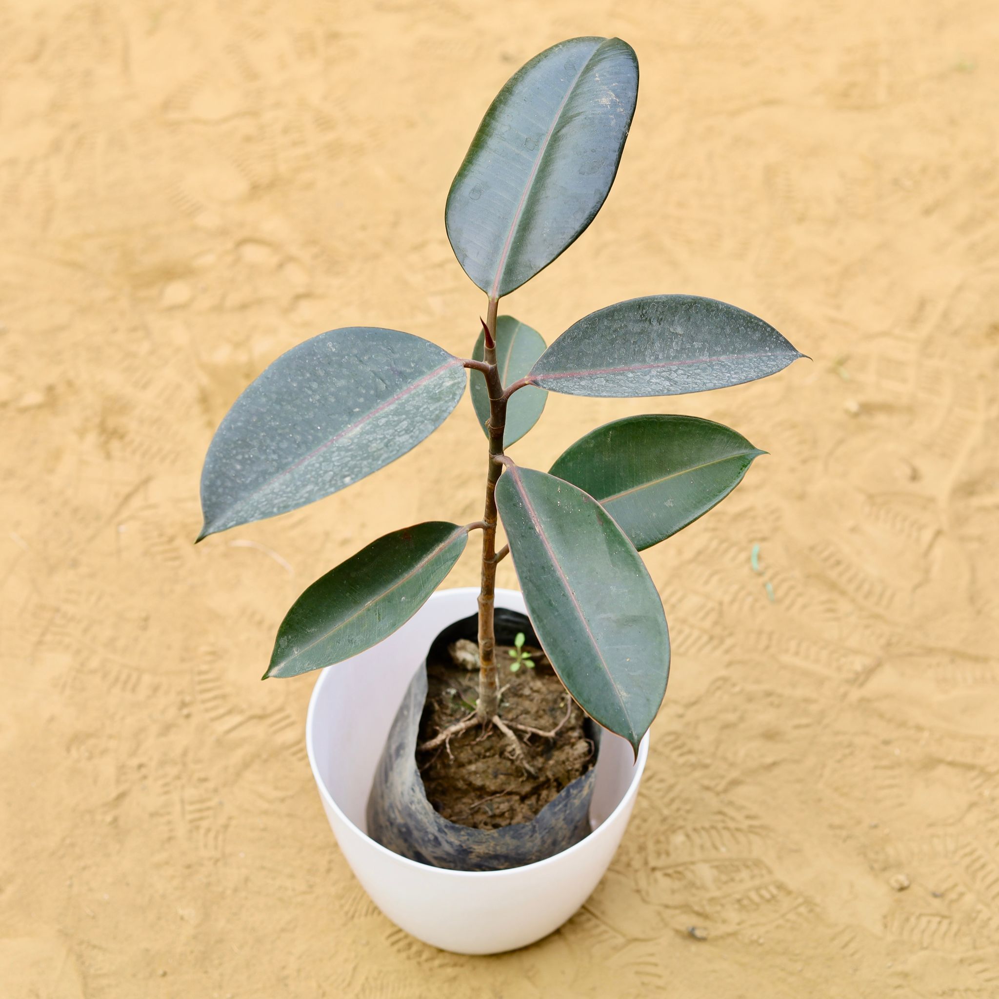 Rubber Black (~ 1.5 Ft) in 8 Inch White Premium Orchid Round Plastic Pot