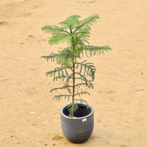 Araucaria / Christmas Tree (~ 2.5 Ft) in 15 X 15 Inch Grey Premium Orbis Fiberglass Planter