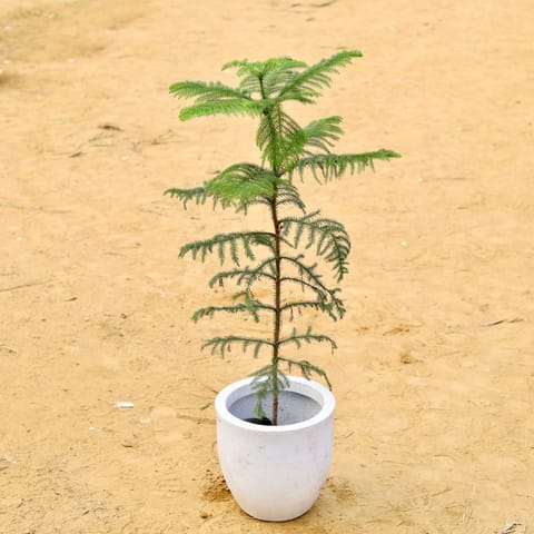 Araucaria / Christmas Tree (~ 2.5 Ft) in 10 X 10 Inch White Premium Convessa Fiberglass Planter