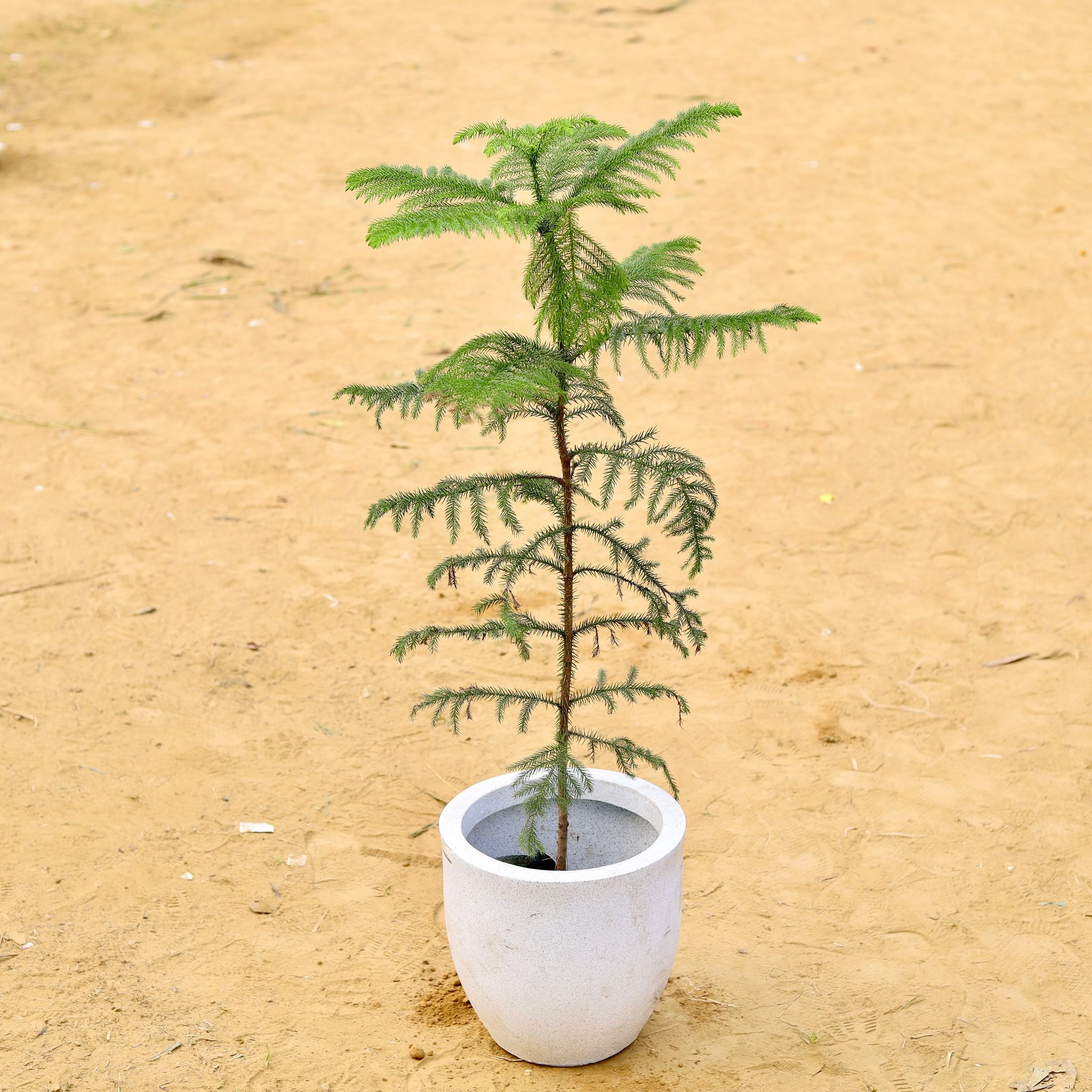 Araucaria / Christmas Tree (~ 2.5 Ft) in 10 X 10 Inch White Premium Convessa Fiberglass Planter