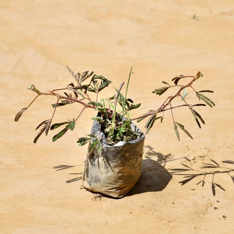 Touch Me Not/ Chui Mui in 3 Inch Live Fresh Plant Nursery Bag in Sector 21