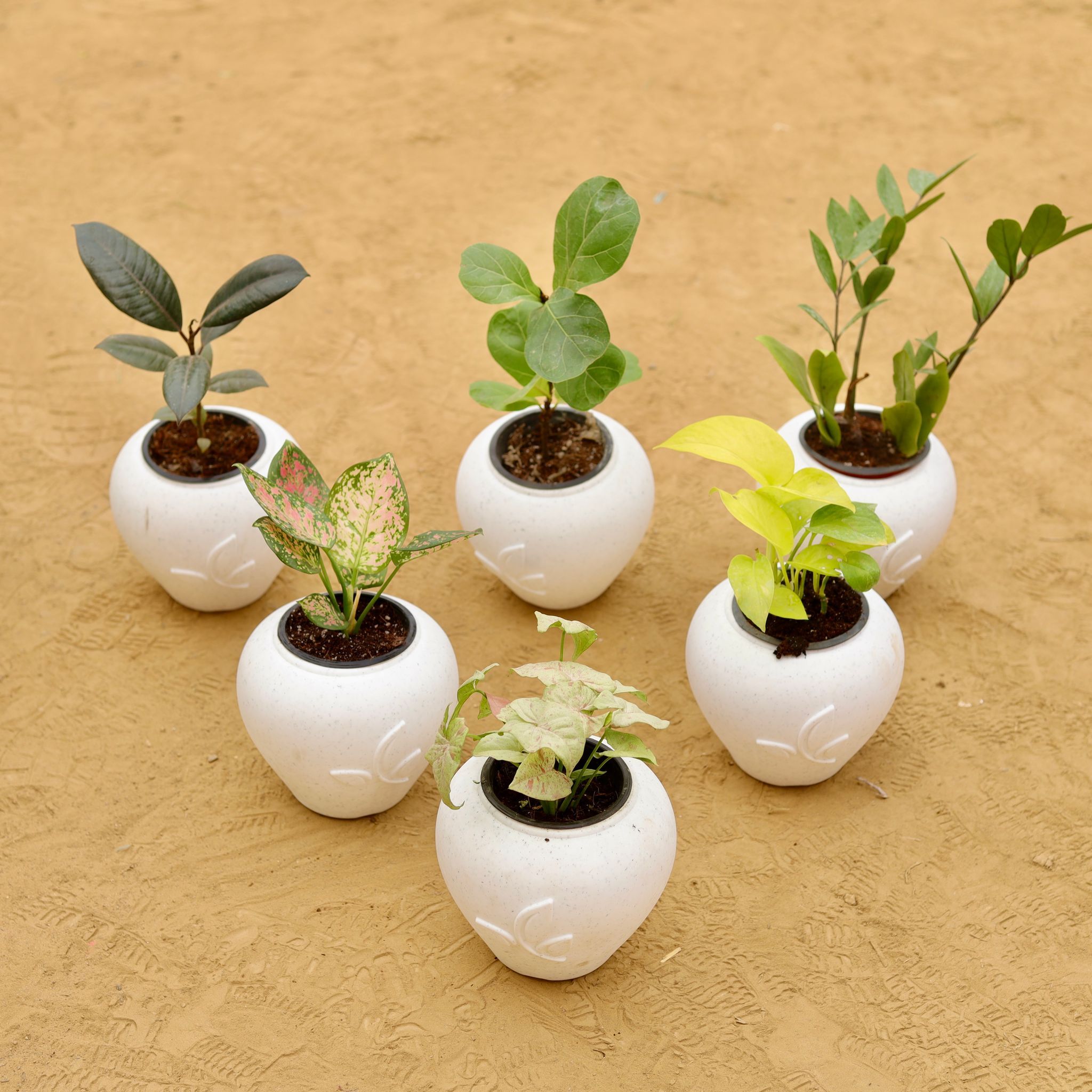 The Designer Indoor Green Set - Set of 6 - Rubber Black, Fiddle Leaf Fig, ZZ Green, Aglaonema Pink Dalmatian, Money Plant Golden & Syngonium Candyfloss in 7 Inch Plain White Premium Apple Leaf Plastic Pot