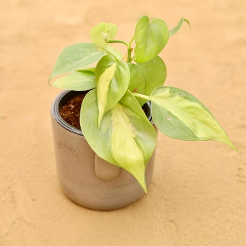 Oxycardium Brazil /Vareigated in 3.5 Inch Grey 3D Cute Face Textured Ceramic Pot - Minimalist Glossy Succulent Pot, Indoor Flower Pot for Home and Office Decor