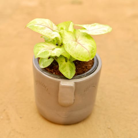 Syngonium Yellow Butterfly in 3.5 Inch Live Plant Grey 3D Cute Face Textured Ceramic Pot - Minimalist Glossy Succulent Pot, Indoor Flower Pot for Home and Office Decor