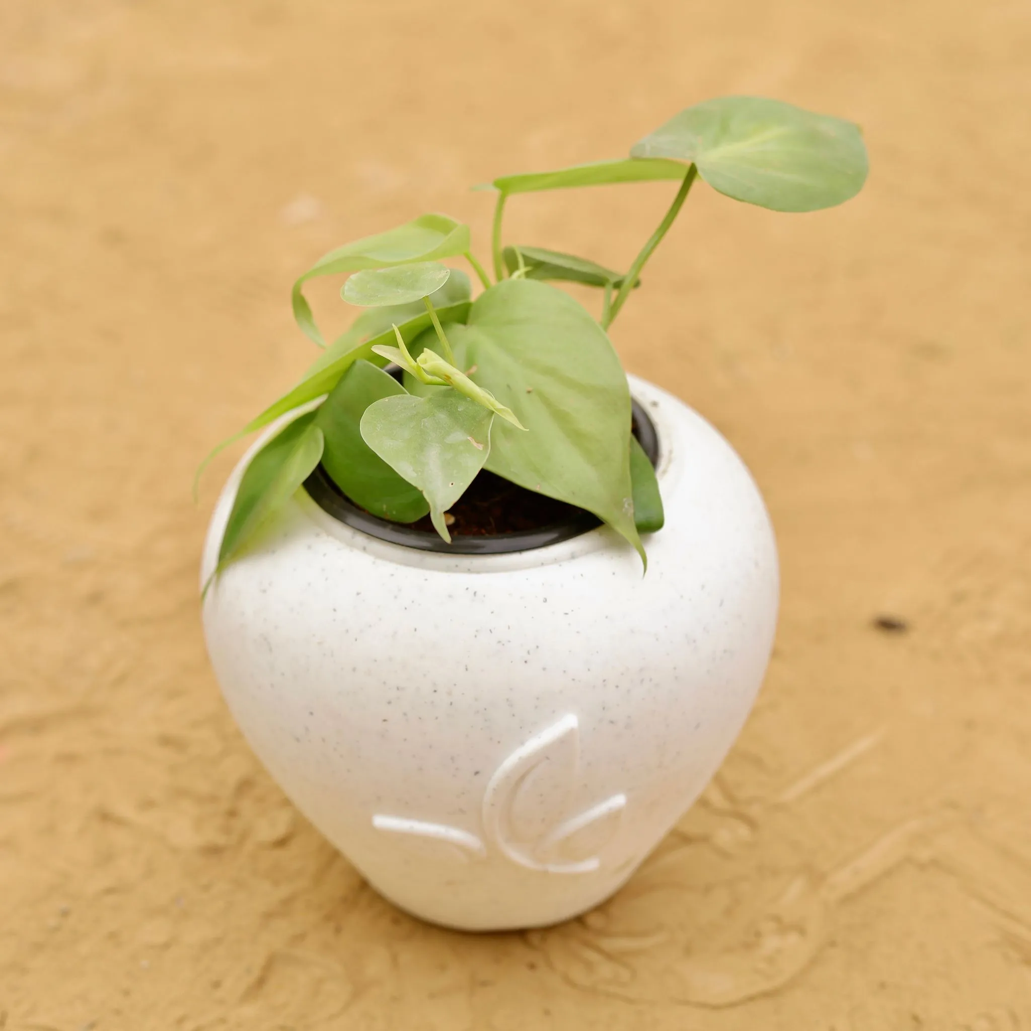 Oxycardium Green in 7 Inch Plain White Premium Apple Leaf Plastic Pot
