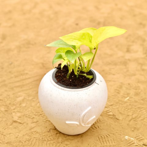 Money Plant Golden in 7 Inch Live Fresh Plant Plain White Premium Apple Leaf Plastic Pot in Mumbai Kharghar