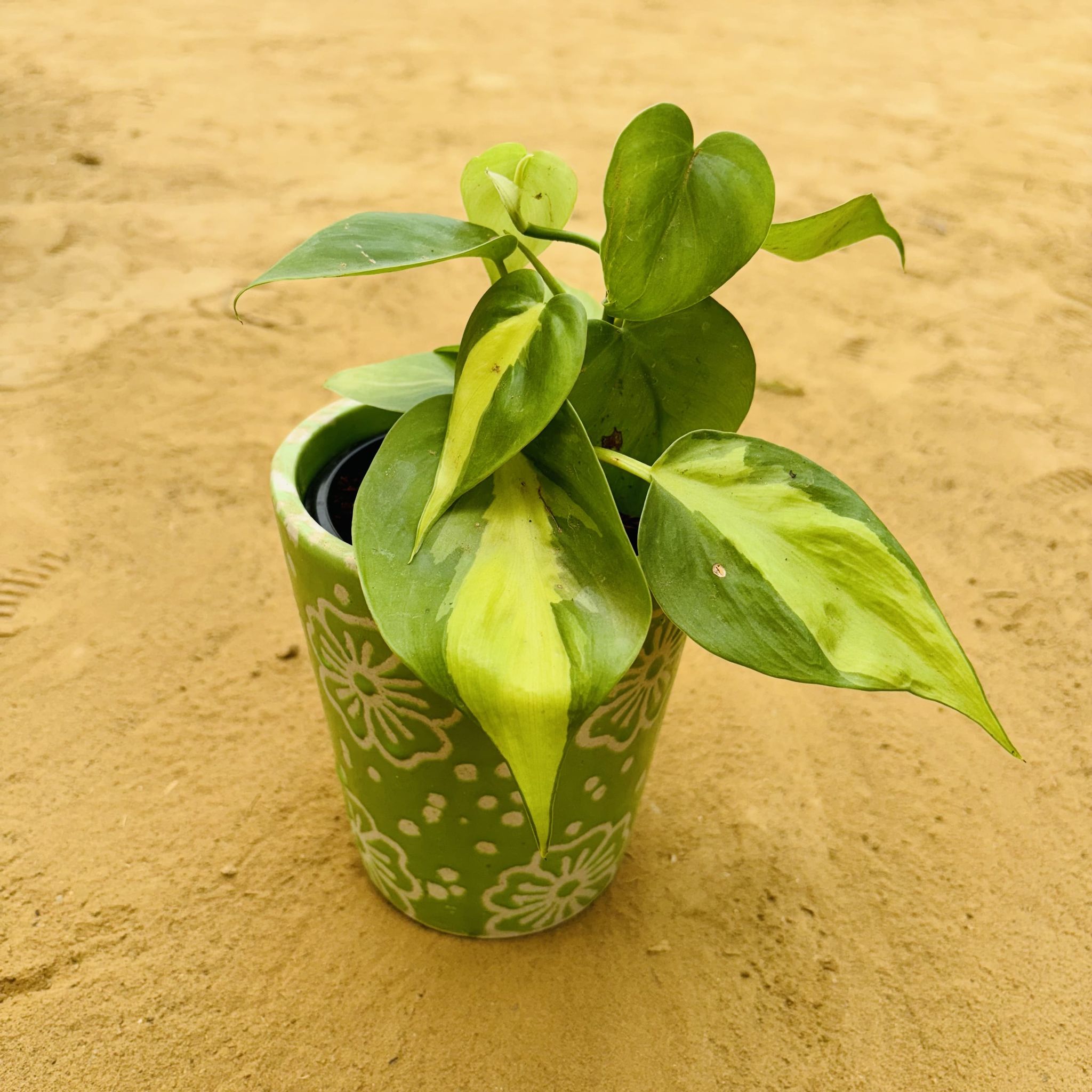 Oxycardium Brazil /Variegated in 5.25 Inch Green Floral Designer Balti Shaped Ceramic Pot