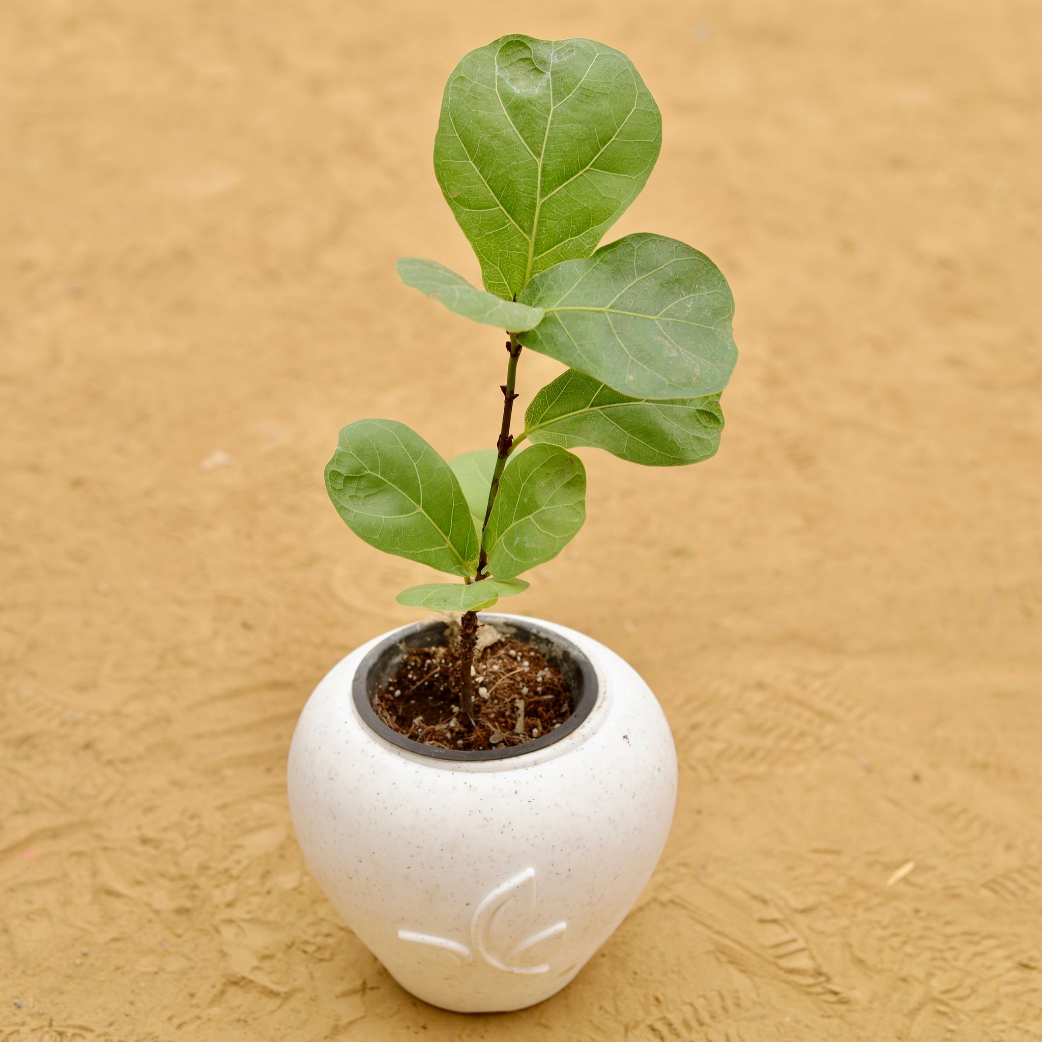 Fiddle Leaf Fig / Ficus Lyrata in 7 Inch Plain White Premium Apple Leaf Plastic Pot