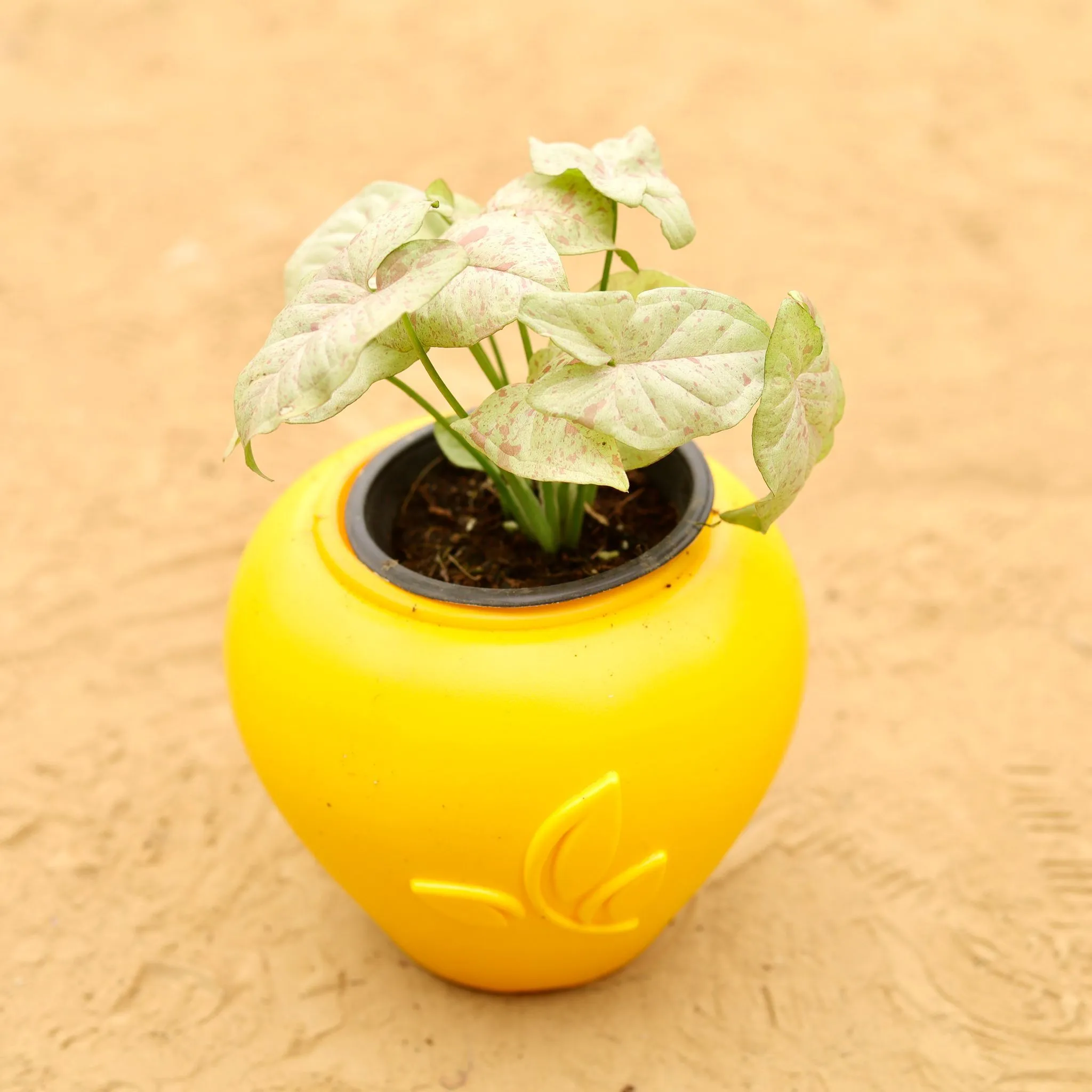 Rare Syngonium Pink Spot / Candyfloss in 7 Inch Yellow Premium Apple Leaf Plastic Pot