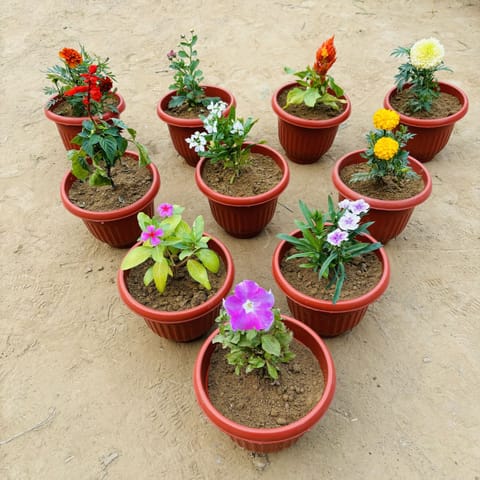 Winter Balcony Steal - Set of 10 - Marigold Jafri, Chrysanthemum, Celosia, Marigold White, Salvia, verbena, Marigold, Periwinkle, Dianthus & Petunia in 8 Inch Terracotta Red Olive Plastic Pot