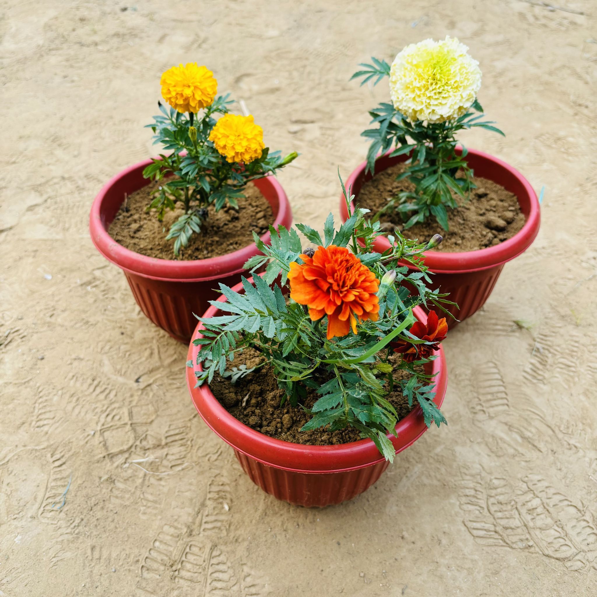 Set of 3 - Marigold, Marigold Jafri & Marigold White in 8 Inch Terracotta Red Olive Plastic Pot