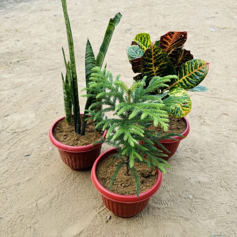 Set of 3 - Snake Green, Croton Petra & Araucaria in 8 Inch Terracotta Red Olive Plastic Pot