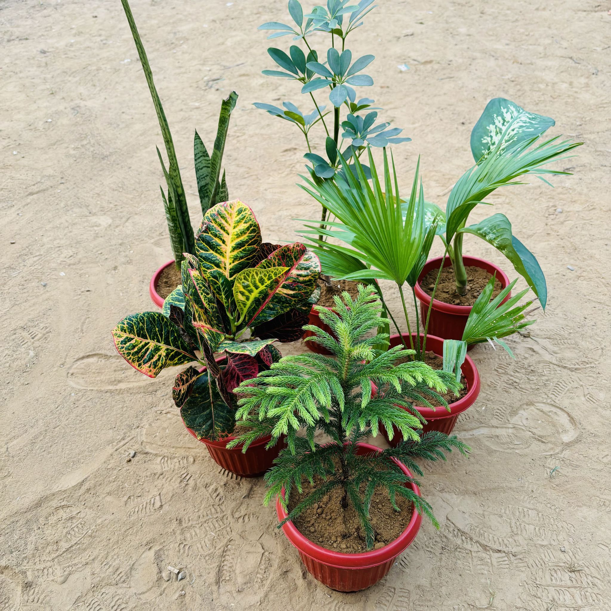 Set of 5 - Snake Green, Schefflera Green, China Palm, Croton Petra, Radermachera & araucaria in 8 Inch Terracotta Red Olive Plastic Pot