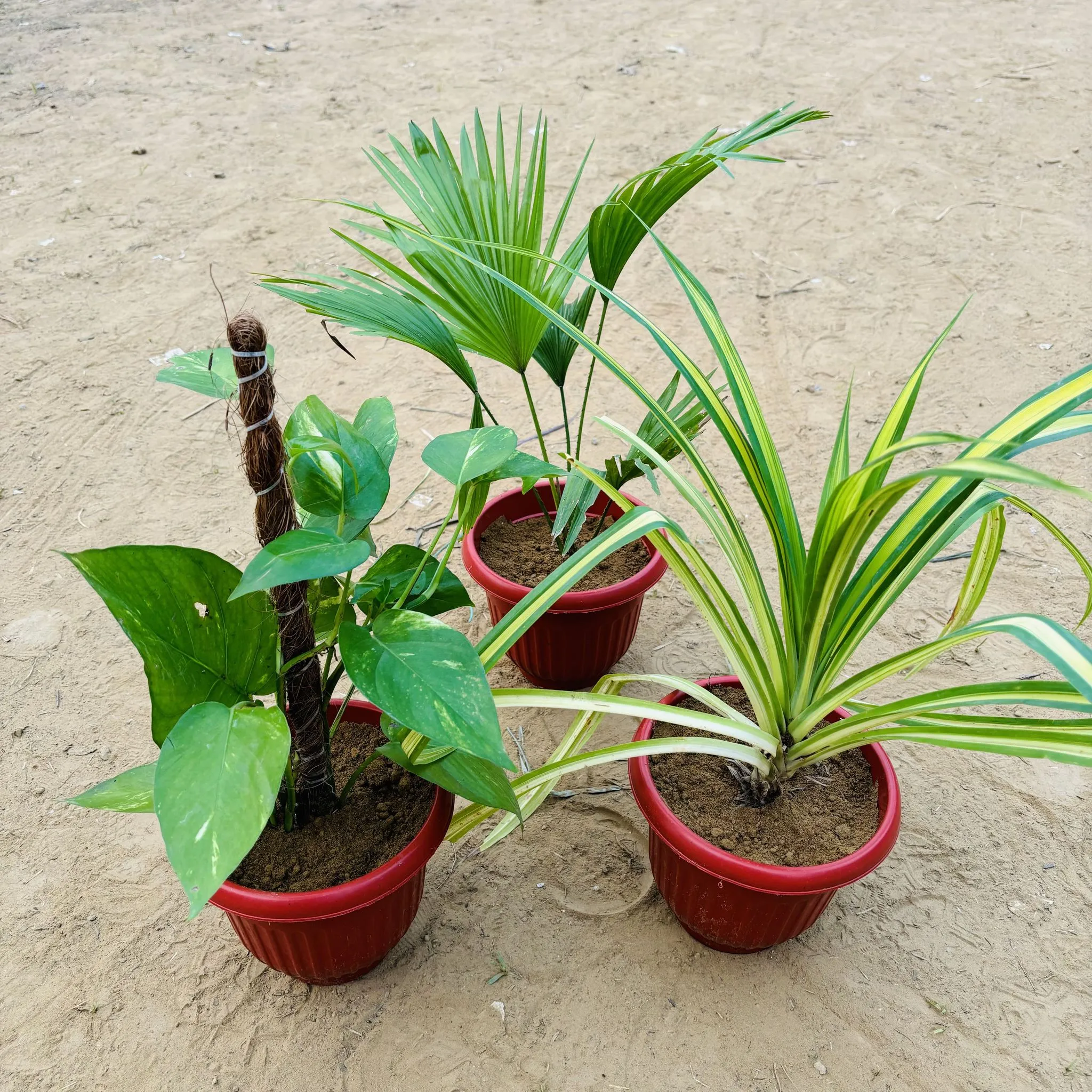 Set of 3 - China Palm, Pandanus & Money Plant with Moss Stick in 8 Inch Terracotta Red Olive Plastic Pot