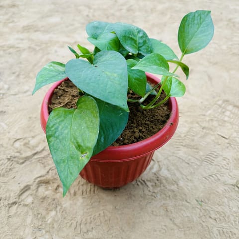 Money Plant Green in 8 Inch Terracotta Red Olive Plastic Pot