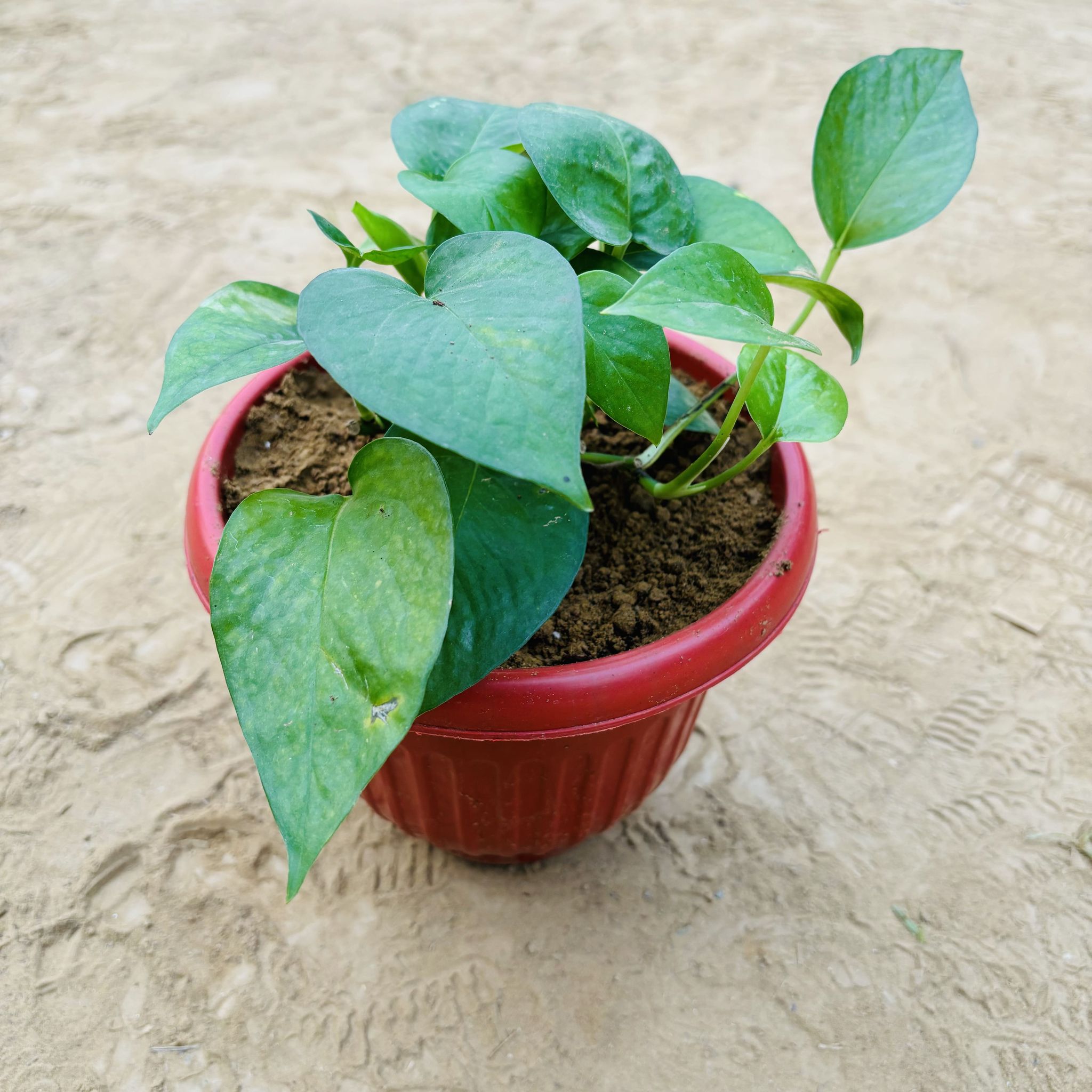 Money Plant Green in 8 Inch Terracotta Red Olive Plastic Pot