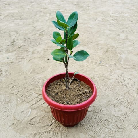 Ficus Panda in 8 Inch Terracotta Red Olive Plastic Pot