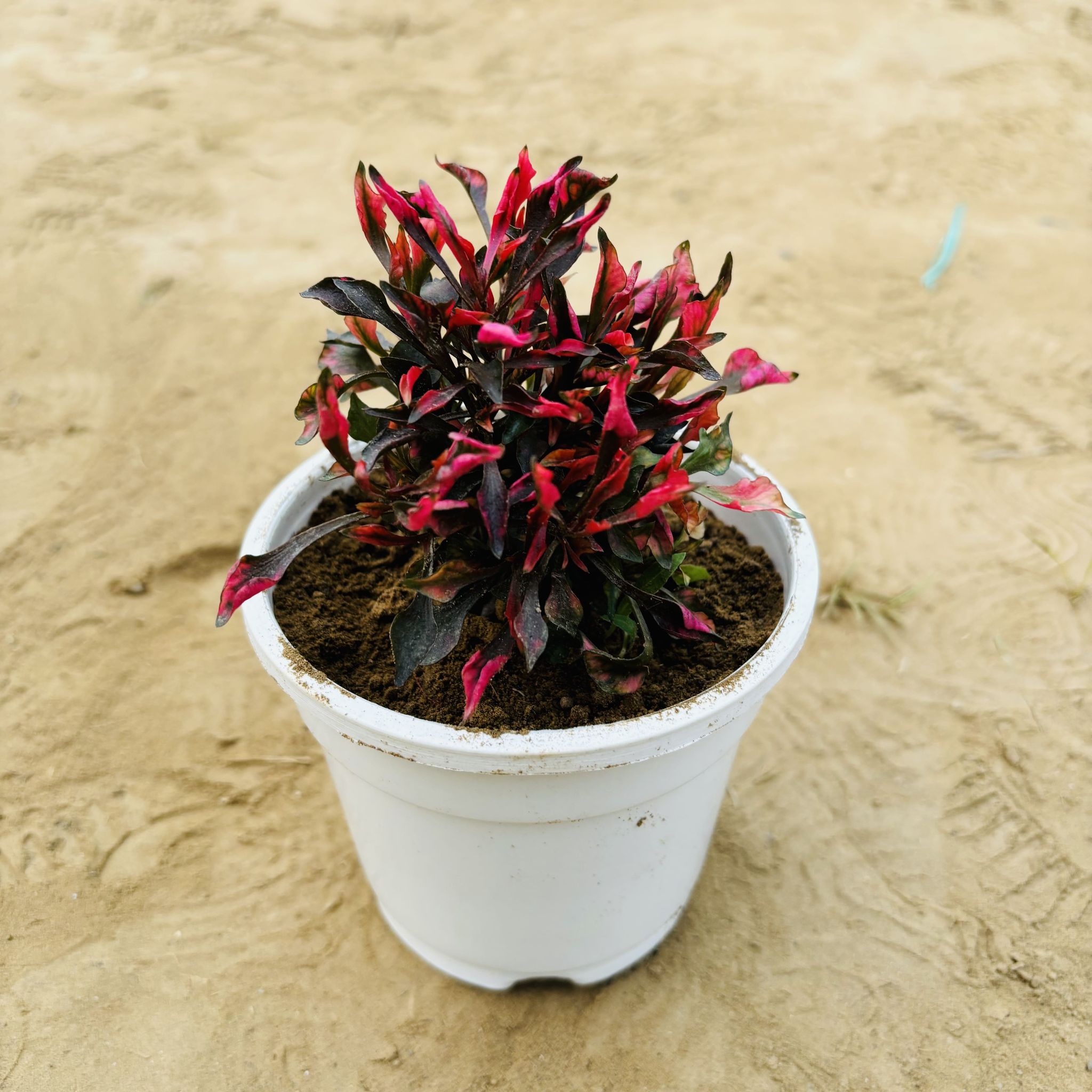 Alternanthera Red in 4 Inch White Nursery Pot
