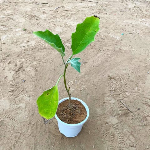 Baigan / Brinjal in 4 Inch Live Fresh Plant White Nursery Pot in Karol Bagh