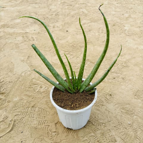 Aloe Vera in 6 Inch White Super Nursery Pot