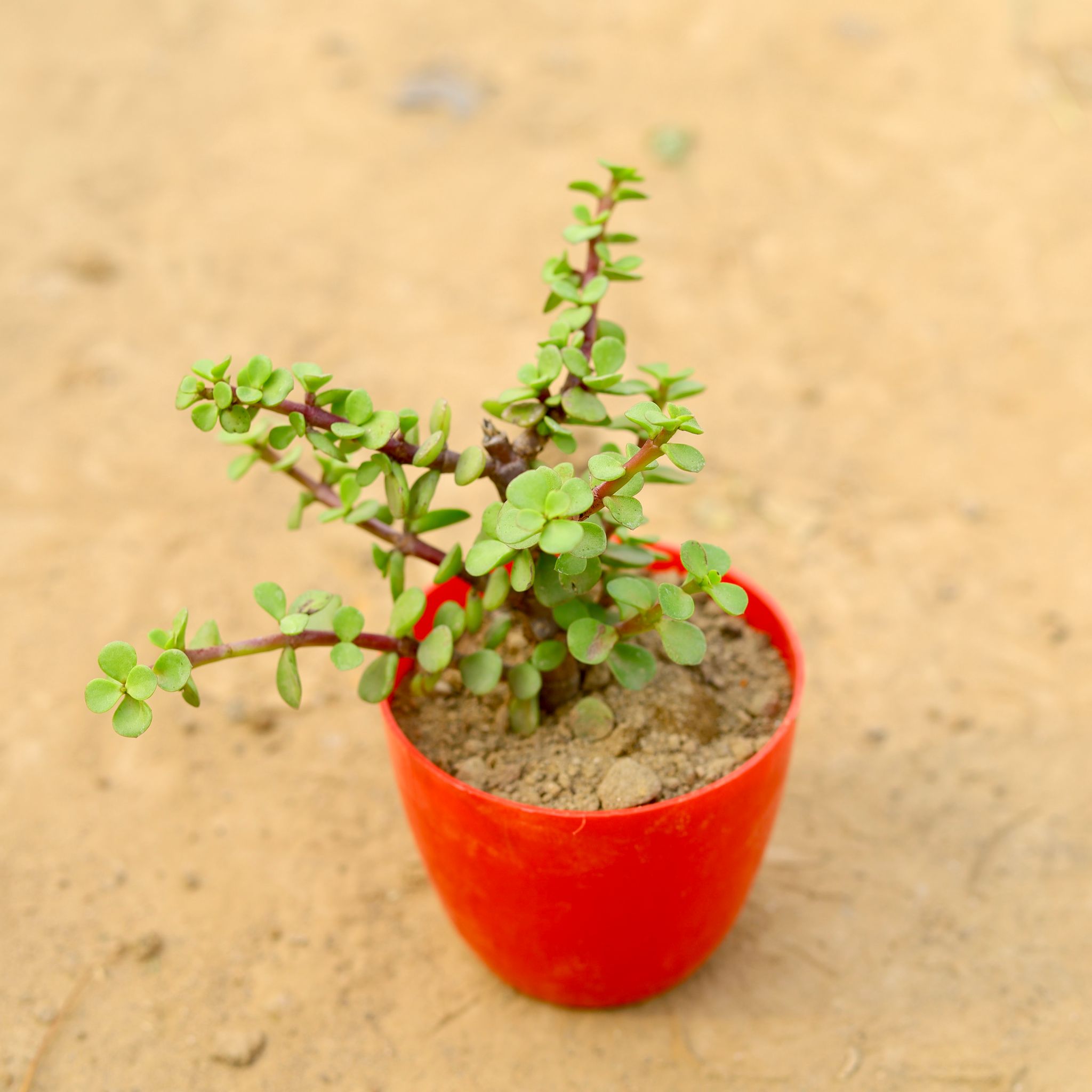 Jade in 4 Inch Red Premium Orchid Round Plastic Pot