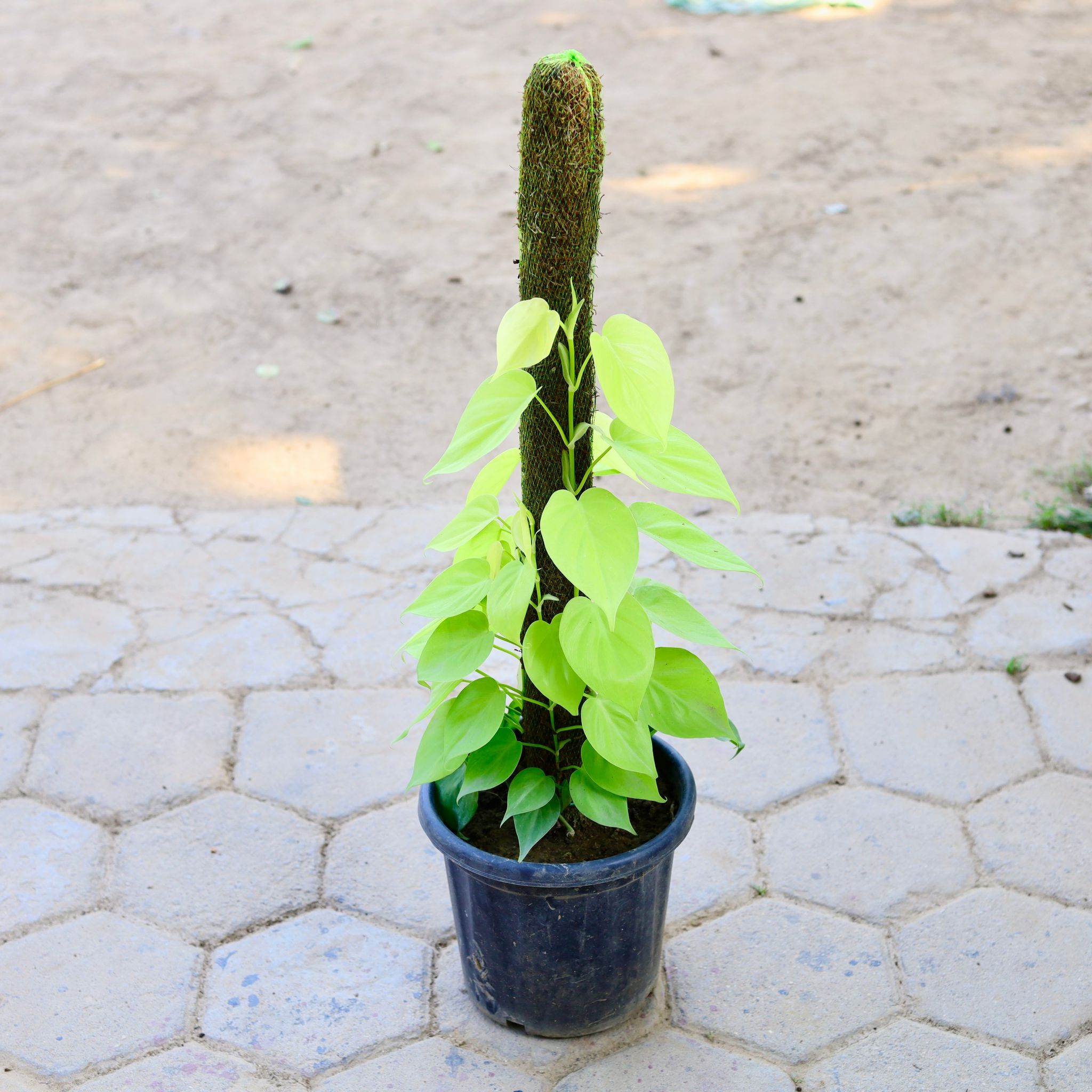 Oxycardium Golden with 3 Ft Moss Stick in 10 Inch Nursery Pot